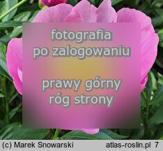 Paeonia lactiflora Władysława