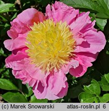 Paeonia lactiflora Eva