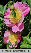 Paeonia lactiflora Eva