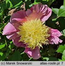 Paeonia lactiflora Eva