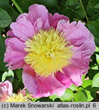 Paeonia lactiflora Eva