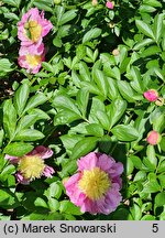 Paeonia lactiflora Eva