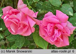 Rosa hort. Zephrine Drouhin