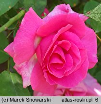 Rosa hort. Zephrine Drouhin