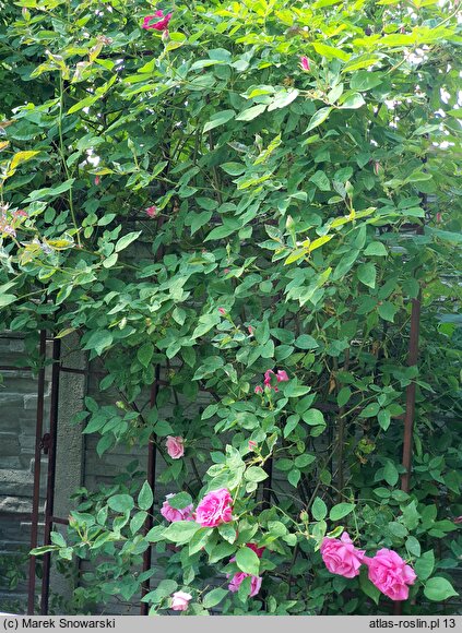 Rosa hort. Zephrine Drouhin