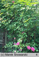 Rosa hort. Zephrine Drouhin