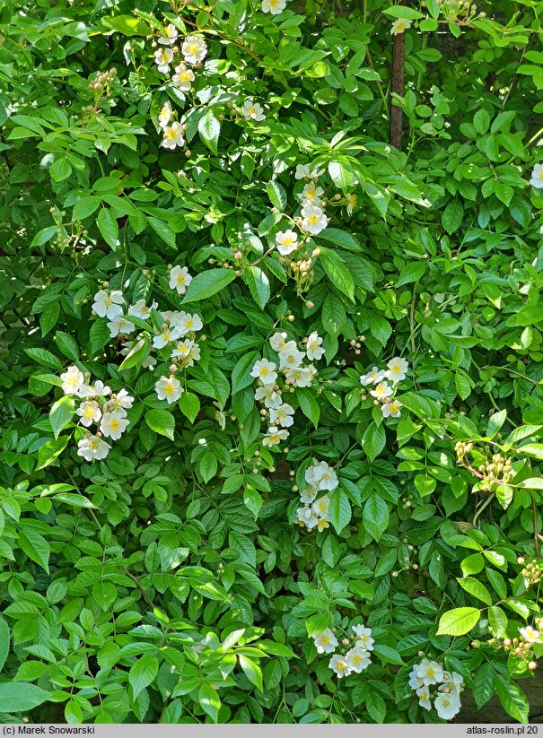 Rosa hort. Heidelberg
