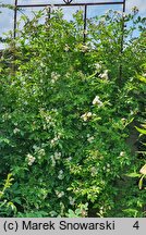 Rosa hort. Heidelberg
