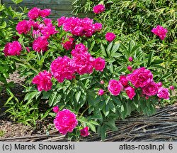 Paeonia lactiflora Bunker Hill