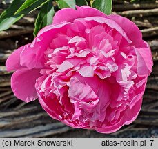 Paeonia lactiflora Mons Jules Elie