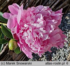 Paeonia lactiflora Mons Jules Elie