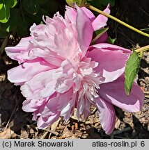 Paeonia lactiflora Mons Jules Elie