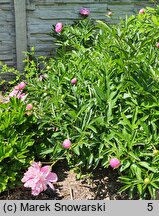 Paeonia lactiflora Mons Jules Elie