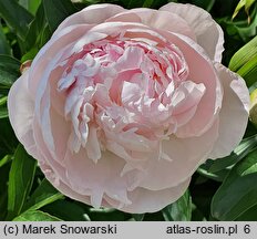 Paeonia lactiflora Florence Nicholls