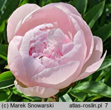 Paeonia lactiflora Florence Nicholls