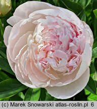 Paeonia lactiflora Florence Nicholls