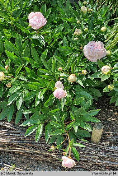 Paeonia lactiflora Florence Nicholls