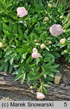 Paeonia lactiflora Florence Nicholls