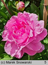 Paeonia lactiflora Guidon