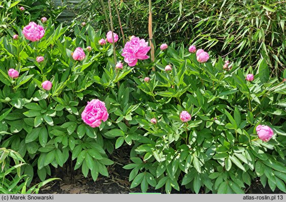 Paeonia lactiflora Guidon