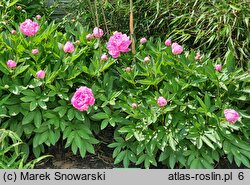 Paeonia lactiflora Guidon