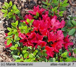 Rhododendron hort. Arabesk
