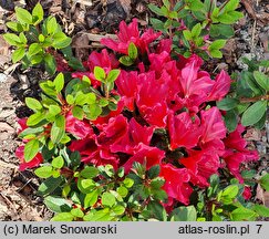 Rhododendron Arabesk