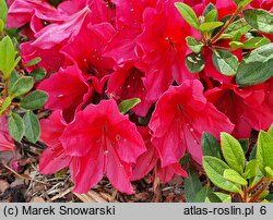 Rhododendron hort. Arabesk