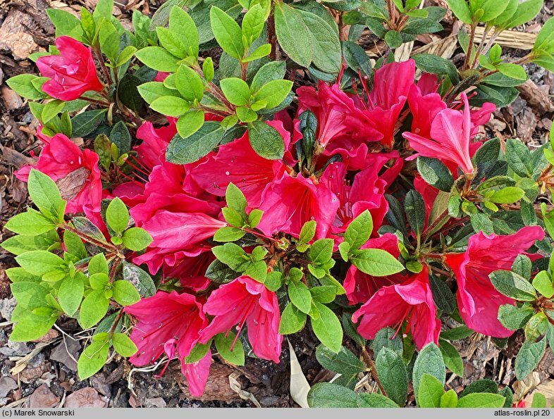 Rhododendron hort. Arabesk