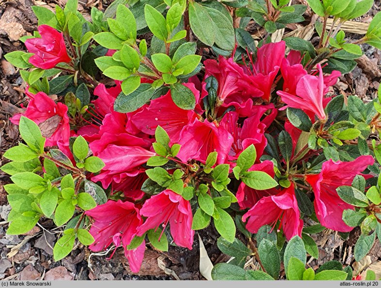 Rhododendron Arabesk