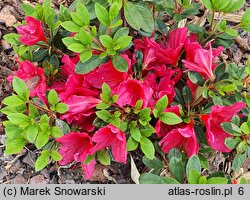 Rhododendron hort. Arabesk