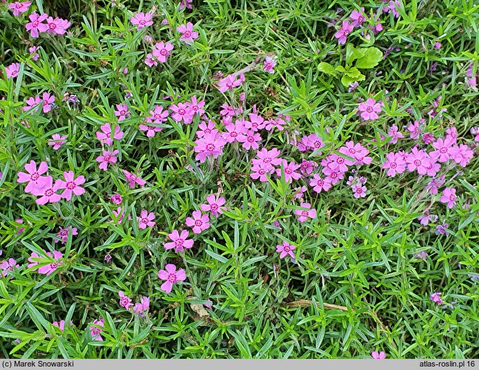 Phlox subulata Zwergenteppich