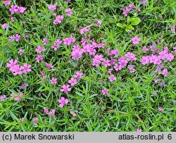 Phlox subulata Zwergenteppich