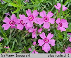 Phlox subulata Zwergenteppich