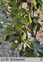 Sambucus nigra Black Tower