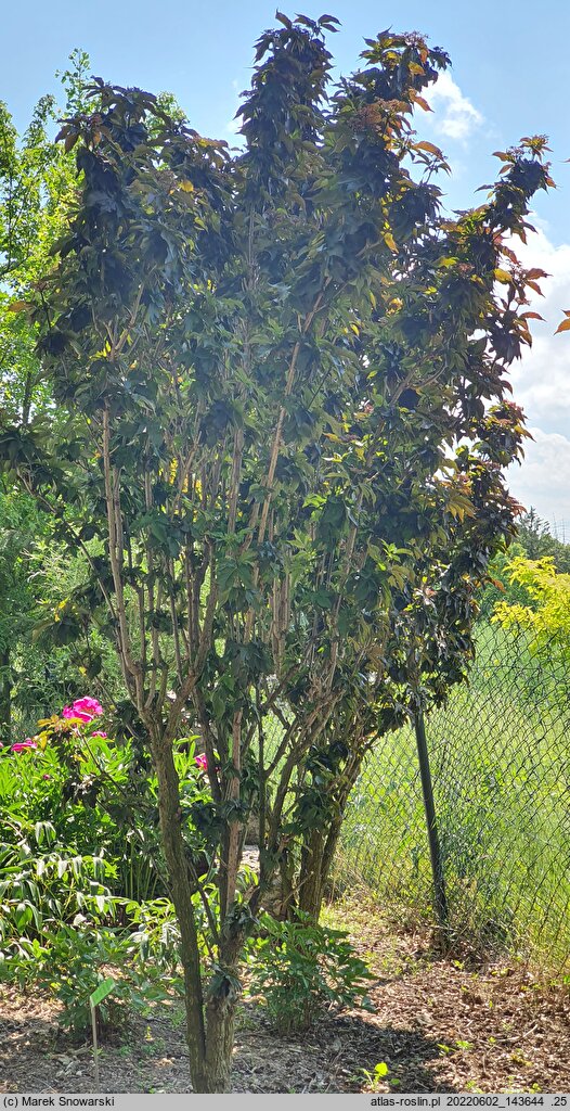 Sambucus nigra Black Tower