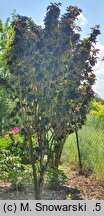 Sambucus nigra Black Tower