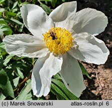 Paeonia lactiflora Whitleyi Major