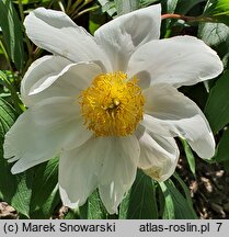 Paeonia lactiflora Whitleyi Major