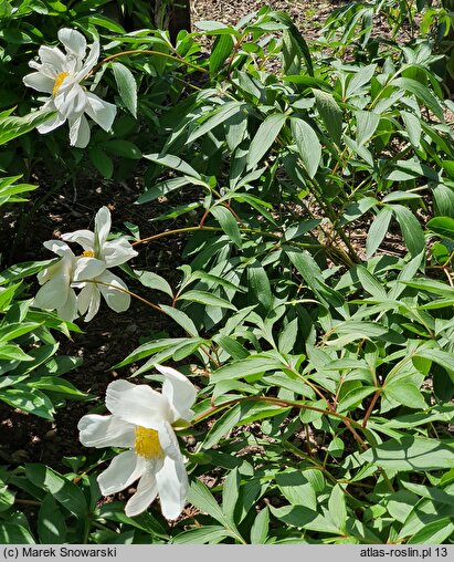 Paeonia lactiflora Whitleyi Major