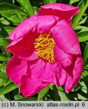 Paeonia lactiflora Schwindt