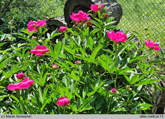 Paeonia lactiflora Schwindt