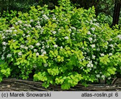 Spiraea betulifolia Tor Gold