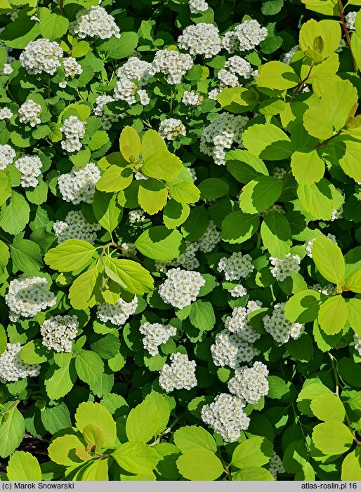 Spiraea betulifolia Tor Gold