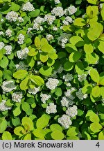 Spiraea betulifolia Tor Gold