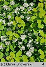 Spiraea betulifolia Tor Gold