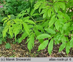 Sambucus racemosa cv. Plumosa Aurea (bez koralowy 'Plumosa Aurea')