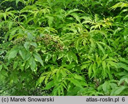 Sambucus racemosa cv. Plumosa Aurea (bez koralowy 'Plumosa Aurea')