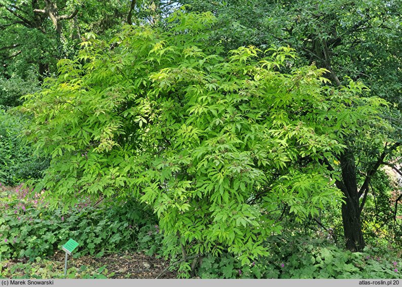 Sambucus racemosa ‘Plumosa Aurea’ (bez koralowy 'Plumosa Aurea')