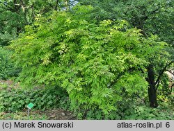 Sambucus racemosa ‘Plumosa Aurea’ (bez koralowy 'Plumosa Aurea')